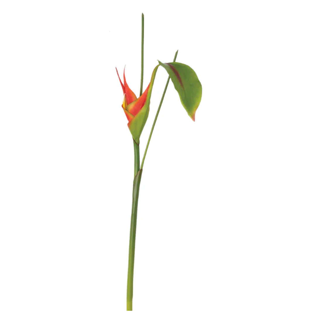 Orange Bird of Paradise Tropical Stem