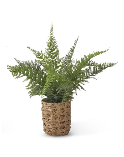 True Fern in Woven Pot w/Faux Rocks